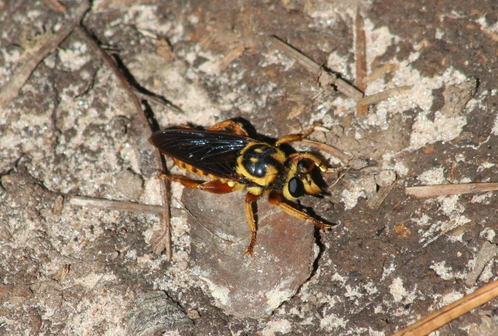 a bee-mimic robber-fly (Laphria saffrana), one of our earlier flying robbers that shows up in springtime